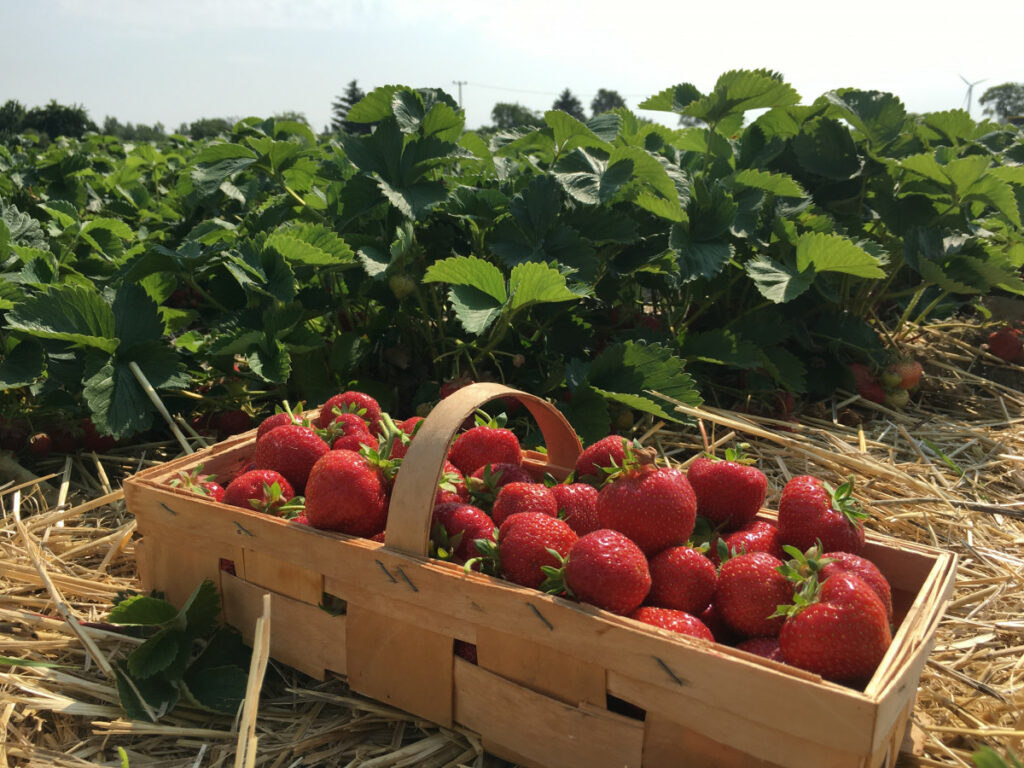 fraises ramassées